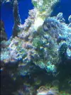 [TodoMarino.com] Identificacion de alga y como luchar contra ella....