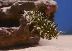 [TodoMarino.com] Tierra y mar vlc