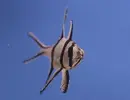 [TodoMarino.com] Tierra y mar vlc