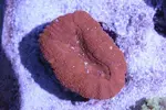 [TodoMarino.com] Tierra y mar vlc