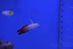 [TodoMarino.com] Tierra y mar vlc