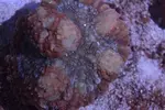 [TodoMarino.com] Tierra y mar vlc