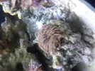 [TodoMarino.com] Anemonas en Leganes