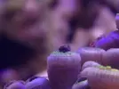[TodoMarino.com] Ayuda! zoanthus con necrosis!