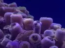 [TodoMarino.com] Ayuda! zoanthus con necrosis!