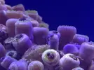 [TodoMarino.com] Ayuda! zoanthus con necrosis!