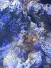 [TodoMarino.com] Nini reef de Blau de 91 litros de 45x45x45