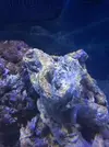 [TodoMarino.com] Nini reef de Blau de 91 litros de 45x45x45