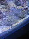 [TodoMarino.com] Nini reef de Blau de 91 litros de 45x45x45