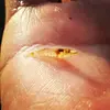 [TodoMarino.com] ¿camarones de salinas en acuario?