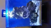 [TodoMarino.com] Pico Reef 7,6L