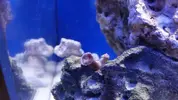 [TodoMarino.com] Pico Reef 7,6L