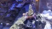 [TodoMarino.com] Pico Reef 7,6L