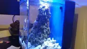 [TodoMarino.com] Pico Reef 7,6L