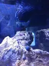[TodoMarino.com] Nini reef de Blau de 91 litros de 45x45x45