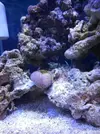 [TodoMarino.com] Nini reef de Blau de 91 litros de 45x45x45