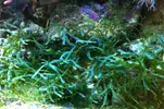 [TodoMarino.com] Regalo Caulerpa serrulata, Barcelona