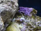 [TodoMarino.com] Caracol desconocido