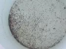 [TodoMarino.com] Planaria sino me equivoco....consejos porfavor!!!