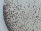 [TodoMarino.com] Planaria sino me equivoco....consejos porfavor!!!