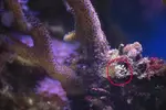 [TodoMarino.com] Entacmaea??