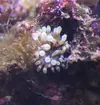[TodoMarino.com] Entacmaea??