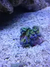 [TodoMarino.com] Nini reef de Blau de 91 litros de 45x45x45