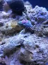 [TodoMarino.com] Nini reef de Blau de 91 litros de 45x45x45