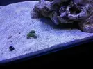 [TodoMarino.com] Nini reef de Blau de 91 litros de 45x45x45