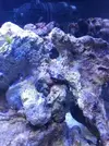 [TodoMarino.com] Nini reef de Blau de 91 litros de 45x45x45