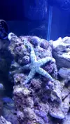 [TodoMarino.com] Nini reef de Blau de 91 litros de 45x45x45