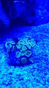 [TodoMarino.com] Nini reef de Blau de 91 litros de 45x45x45
