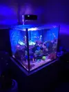 [TodoMarino.com] Nano Reef 50x50x50, paso a paso