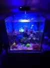 [TodoMarino.com] Nano Reef 50x50x50, paso a paso