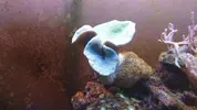 [TodoMarino.com] Planarias en sarcophyton
