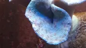 [TodoMarino.com] Planarias en sarcophyton