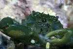 [TodoMarino.com] Cangrejo