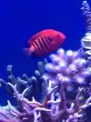 [TodoMarino.com] ¿Centropyge Loriculus en reef con SPS y LPS?