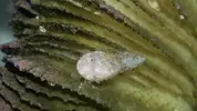 [TodoMarino.com] Ayuda identificacion de caracol