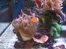 [TodoMarino.com] Cambio pareja de amphiprion melanopus. Madrid- Guadalajara