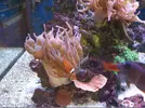 [TodoMarino.com] Cambio pareja de amphiprion melanopus. Madrid- Guadalajara