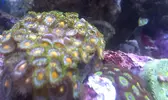 [TodoMarino.com] ayuda a identificar zoos