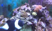 [TodoMarino.com] ayuda a identificar zoos