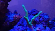 [TodoMarino.com] Taller - Solo Anemonas ... todo lo que siempre has querido saber...