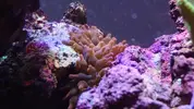 [TodoMarino.com] Taller - Solo Anemonas ... todo lo que siempre has querido saber...
