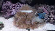[TodoMarino.com] Taller - Solo Anemonas ... todo lo que siempre has querido saber...