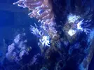 [TodoMarino.com] Ostreopsis sp, la madre de todas las pestes