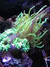 [TodoMarino.com] AYUDA: ¿Euphyllia glabrescens enferma?