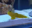 [TodoMarino.com] Compro peces
