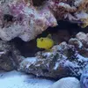 [TodoMarino.com] Compro peces
